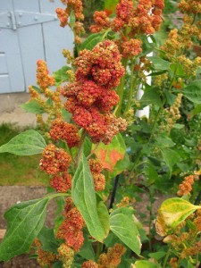 Yeni Çağın Besini: Quinoa – Kinoa